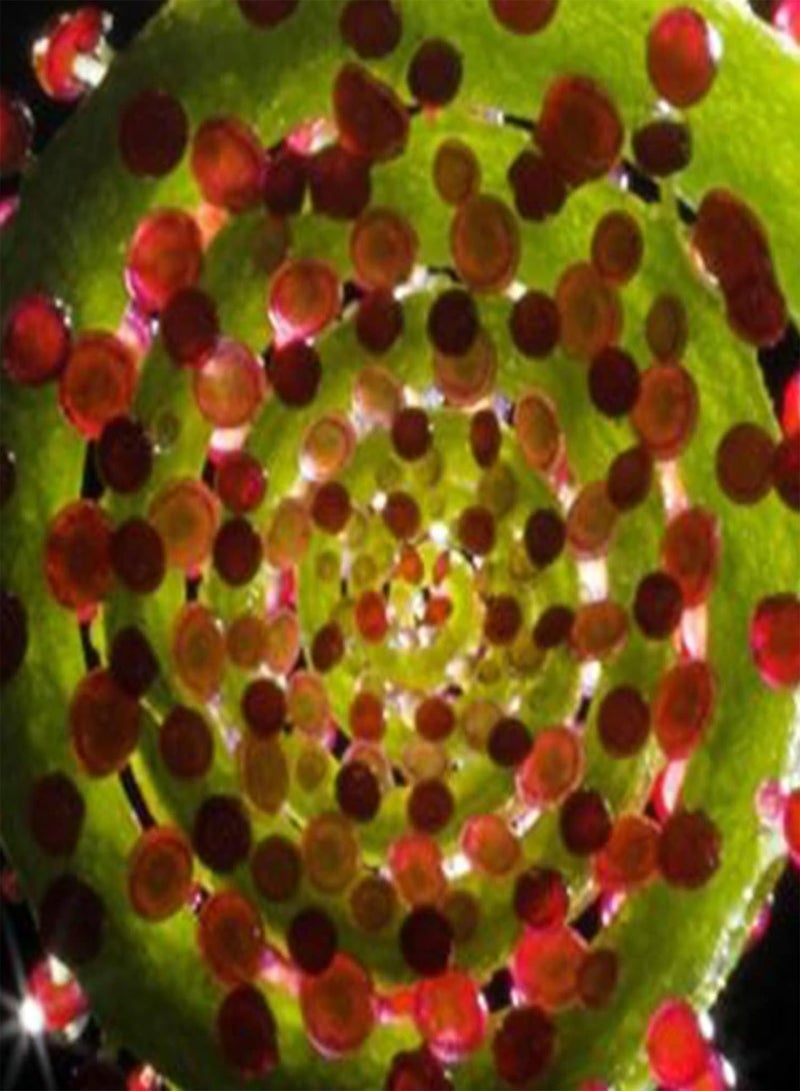 GGOOT 50Pcs Natural Plants Seeds Pack, Drosophyllum Lusitanicum Greenery Plants Seedlings Pack, Dry Soil Carnivorous Plants Seeds for Outdoor Seed 1size - Image 1