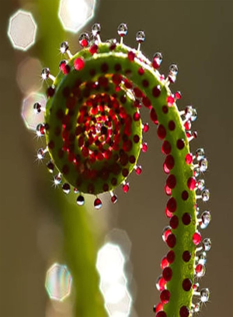 GGOOT 50Pcs Natural Plants Seeds Pack, Drosophyllum Lusitanicum Greenery Plants Seedlings Pack, Dry Soil Carnivorous Plants Seeds for Outdoor Seed 1size - Image 5