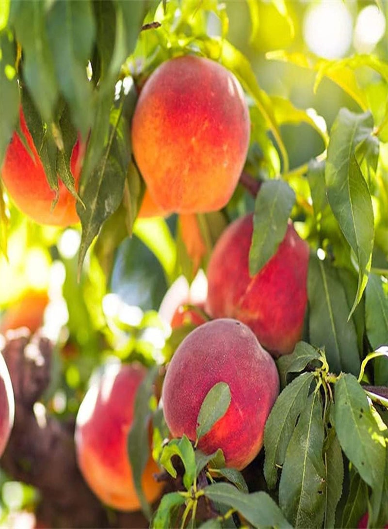 جي جوت قطع من بذور الخوخ غير المعدلة وراثيًا، فاكهة موروثة مزروعة في حديقة الفناء، فاكهة ذات لون هادئ وقوي، خيار رائع للبستنة المنزلية - Image 2