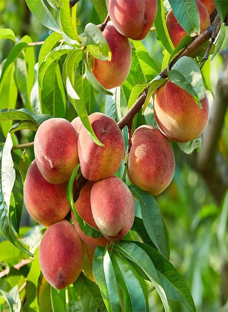 جي جوت قطع من بذور الخوخ غير المعدلة وراثيًا، فاكهة موروثة مزروعة في حديقة الفناء، فاكهة ذات لون هادئ وقوي، خيار رائع للبستنة المنزلية - Image 1