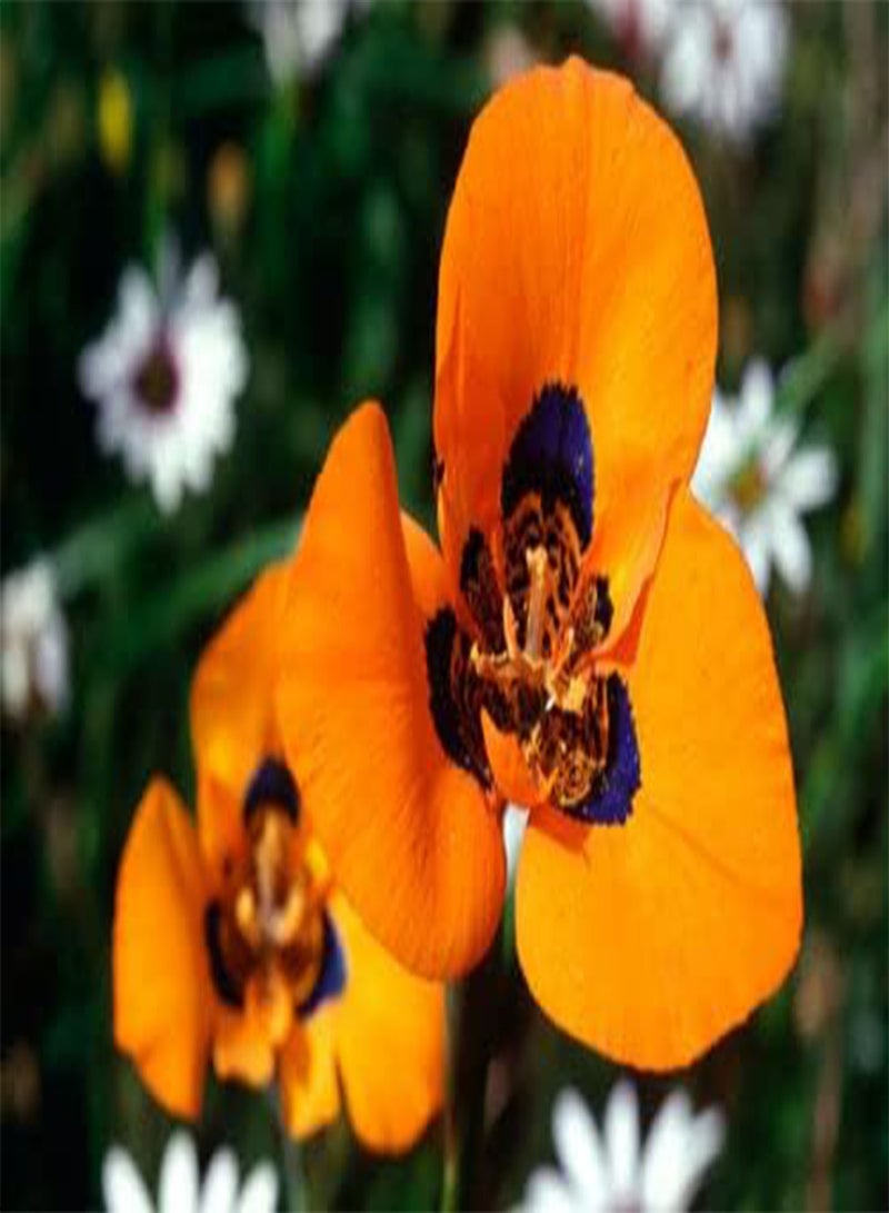 GGOOT Rare 4 graines de Tulipe DU Cap (Moraea Tulbaghensis) H 135 Peacock IRIS seeds