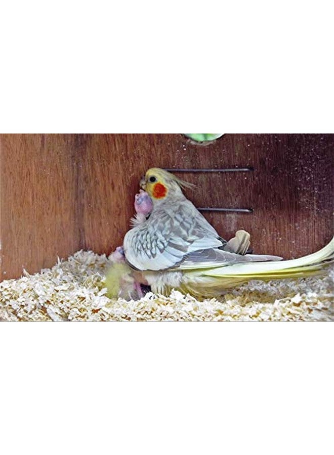 Western Era Natural Wood Shaving Soft Nesting Material for Birds. (100grm) - Image 1