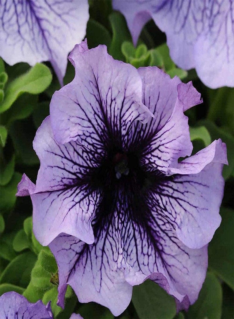 GGOOT 200pcs Purple Petunia Seeds Garden Hanging Plants Potted Outdoor Special Varieties Attract Bees Butterflies Loved by People - Image 1