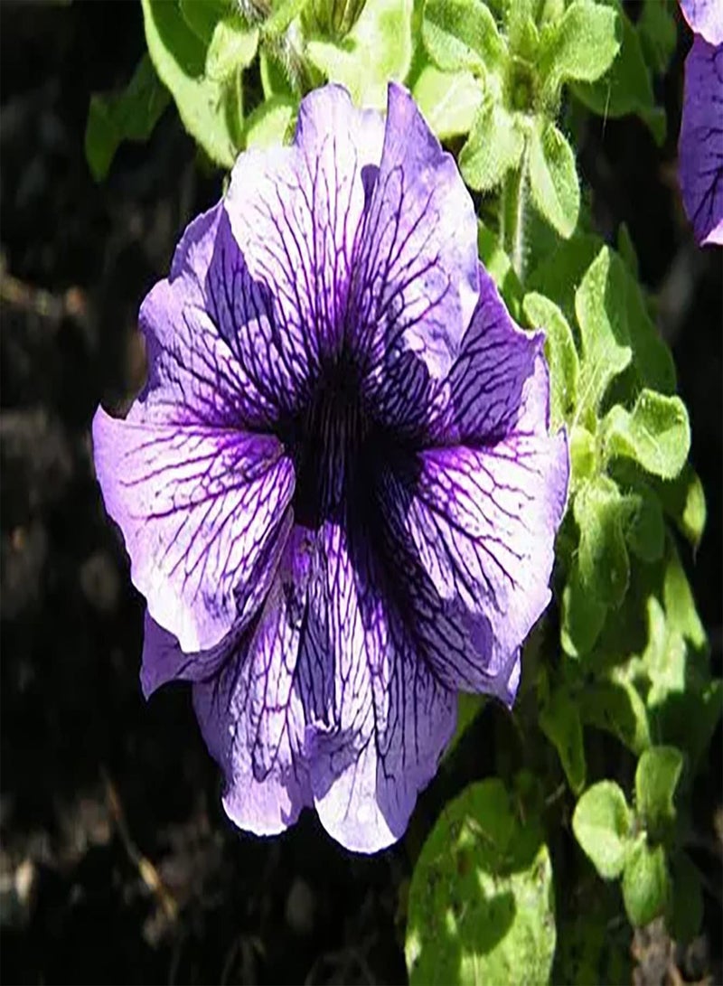 GGOOT 200pcs Purple Petunia Seeds Garden Hanging Plants Potted Outdoor Special Varieties Attract Bees Butterflies Loved by People - Image 2