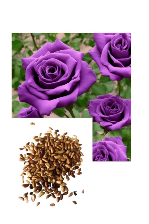 100 قطعة من بذور الورد لزراعة بذور الورد الأرجواني في حديقة الشرفة