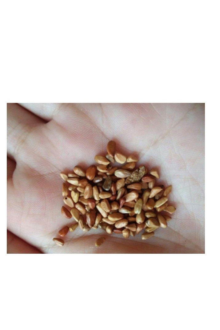 100 قطعة من بذور الورد لزراعة بذور الورد الأرجواني في حديقة الشرفة - Image 2