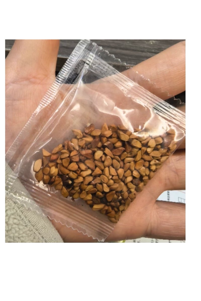 100 قطعة من بذور الورد لزراعة بذور الورد الأرجواني في حديقة الشرفة - Image 3