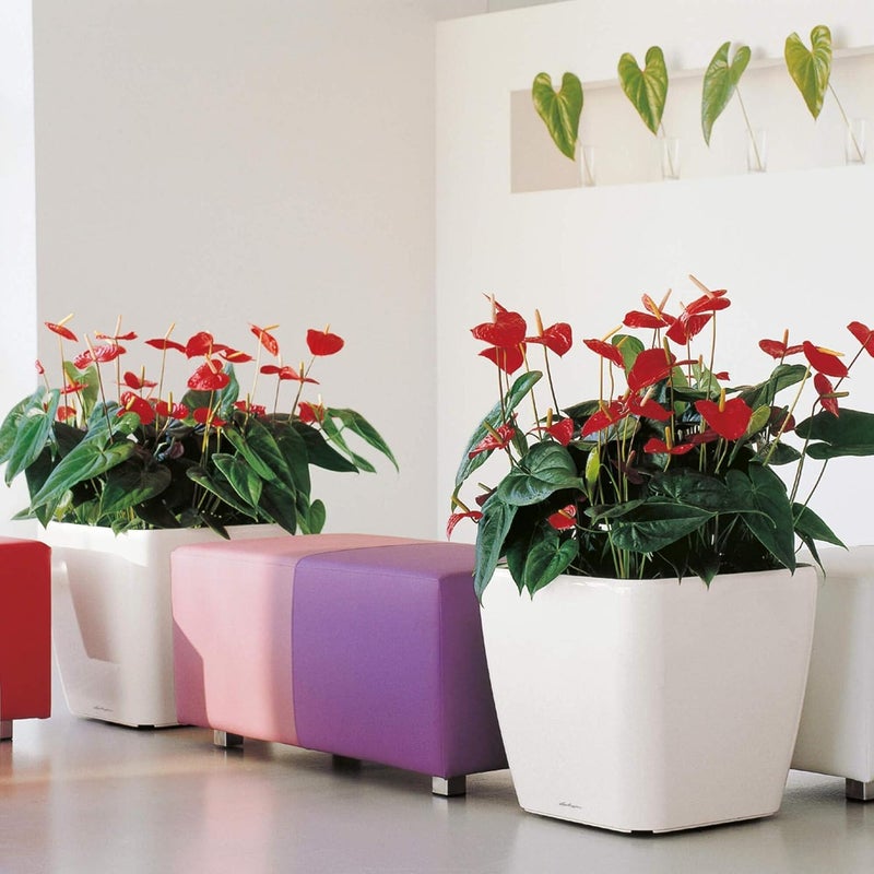 Lechuza QUADRO Premium 50 LS - All-In-One scarlet - Image 4
