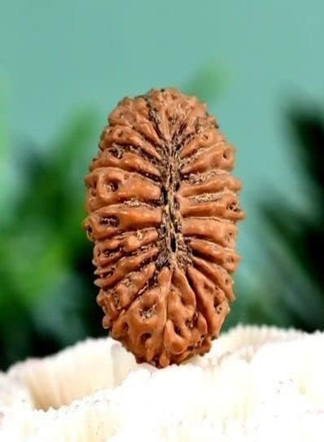 IRIS GEMS 21 Face Rudraksha Original Certified Natural Nepal Ikkis Mukhi Rudraksha Energized Rudraksha 21 Mukhi High Rated Pure Nepali Twenty One Mukhi Rudraksha Pendant & Laal Dori for Wearing by IRIS GEMS - Image 3