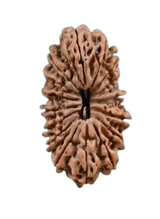IRIS GEMS 21 Face Rudraksha Original Certified Natural Nepal Ikkis Mukhi Rudraksha Energized Rudraksha 21 Mukhi High Rated Pure Nepali Twenty One Mukhi Rudraksha Pendant & Laal Dori for Wearing by IRIS GEMS - Image 1