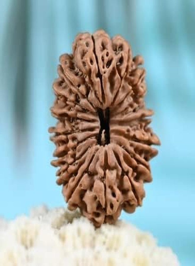IRIS GEMS 21 Face Rudraksha Original Certified Natural Nepal Ikkis Mukhi Rudraksha Energized Rudraksha 21 Mukhi High Rated Pure Nepali Twenty One Mukhi Rudraksha Pendant & Laal Dori for Wearing by IRIS GEMS - Image 2