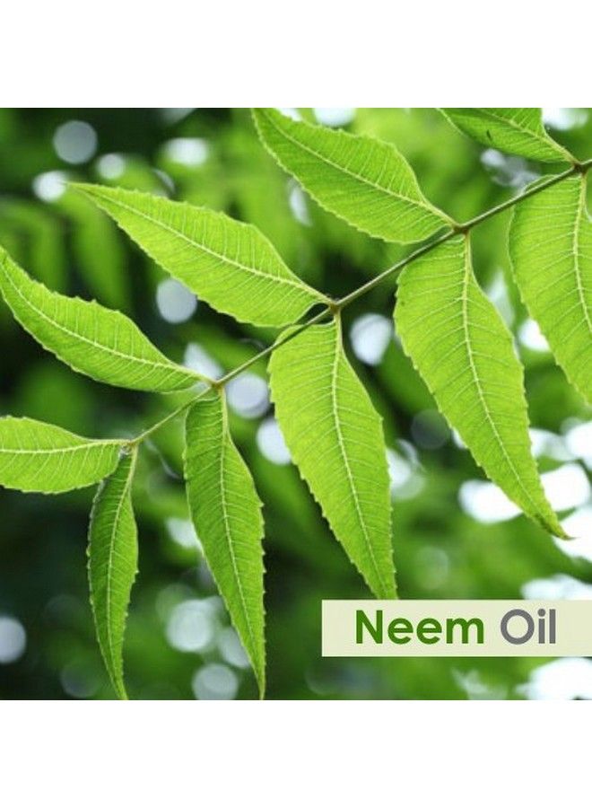 Salvia Neem Oil With Dropper Natural Undiluted Uncut Essential Oil 100 Ml - Image 3