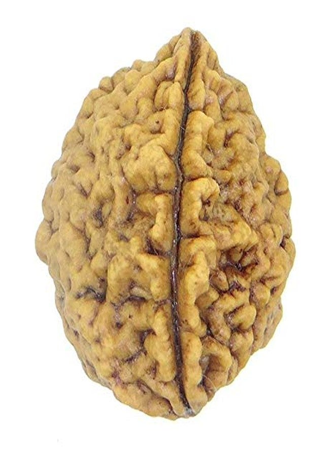 حبة رودراكشا نيبالية من نوع ذا جالكسي ذات الوجهين (2 موخي)، مباركة لترديد المانترا، معتمدة من مختبر الروحانية - Image 1