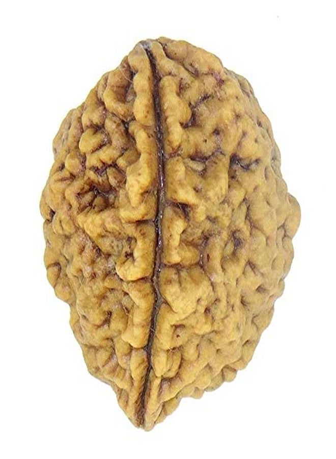 حبة رودراكشا نيبالية من نوع ذا جالكسي ذات الوجهين (2 موخي)، مباركة لترديد المانترا، معتمدة من مختبر الروحانية - Image 3