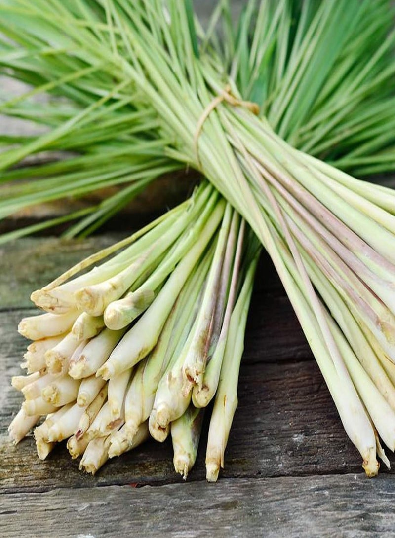GGOOT 100Pcs/Bag Lemongrass Seeds Grow All Year Easy Care Green Lemon Grass Cymbopogon Flexuosus Seeds for Horticulture Lemongrass - Image 4
