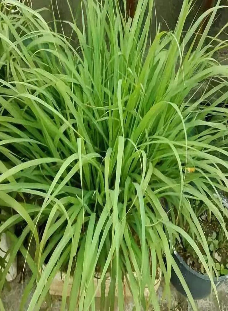 GGOOT 100Pcs/Bag Lemongrass Seeds Grow All Year Easy Care Green Lemon Grass Cymbopogon Flexuosus Seeds for Horticulture Lemongrass - Image 2