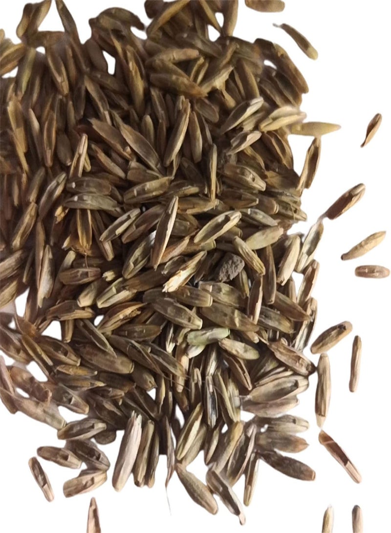 GGOOT 100Pcs/Bag Lemongrass Seeds Grow All Year Easy Care Green Lemon Grass Cymbopogon Flexuosus Seeds for Horticulture Lemongrass - Image 1