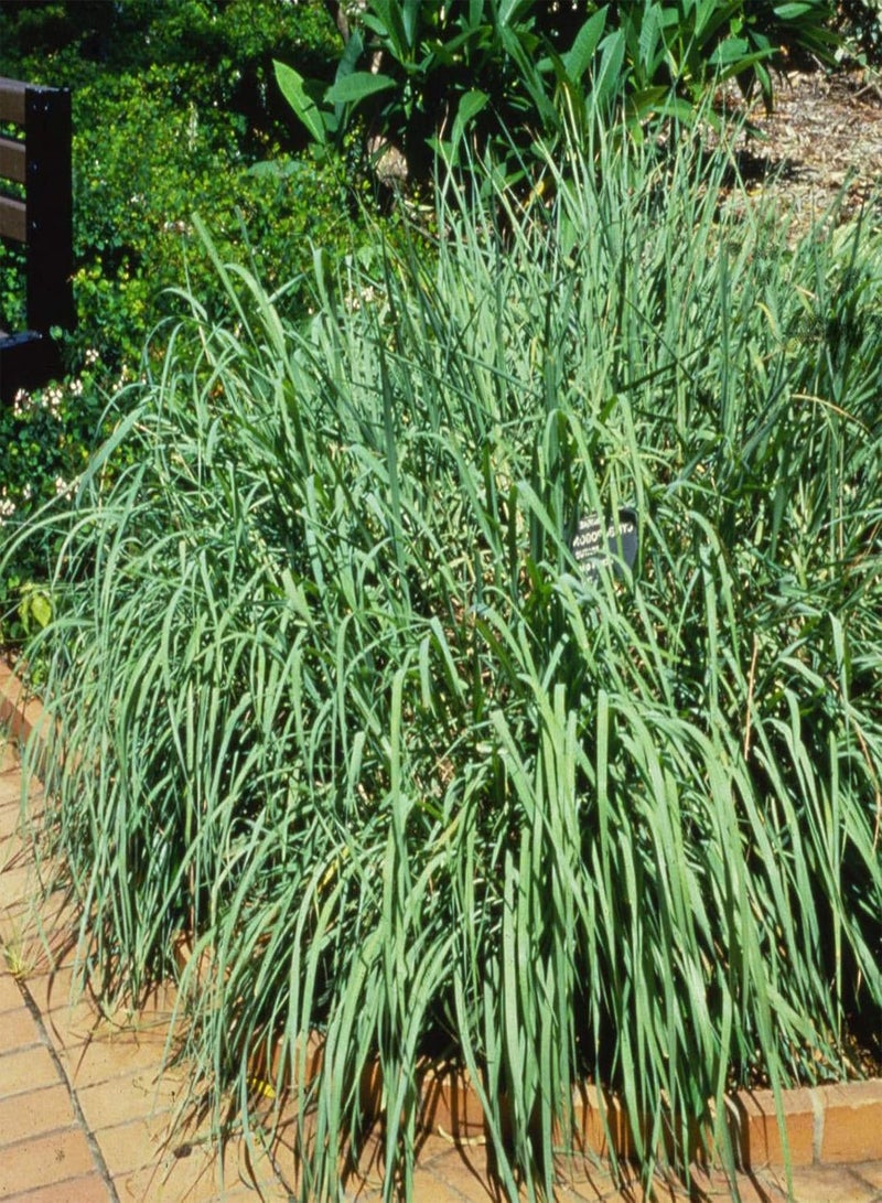 GGOOT 100Pcs/Bag Lemongrass Seeds Grow All Year Easy Care Green Lemon Grass Cymbopogon Flexuosus Seeds for Horticulture Lemongrass - Image 3