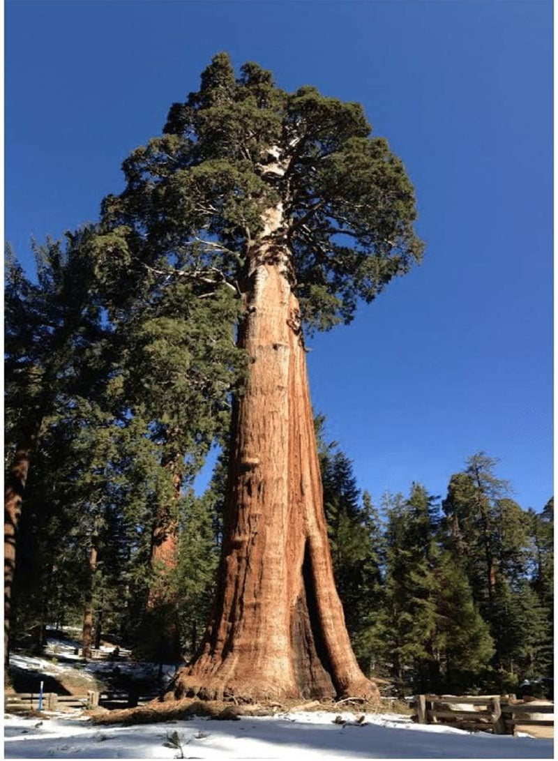 GGOOT 50 Seed of Sequoiadendron Giganteum Giant Sequoia Redwood Tree