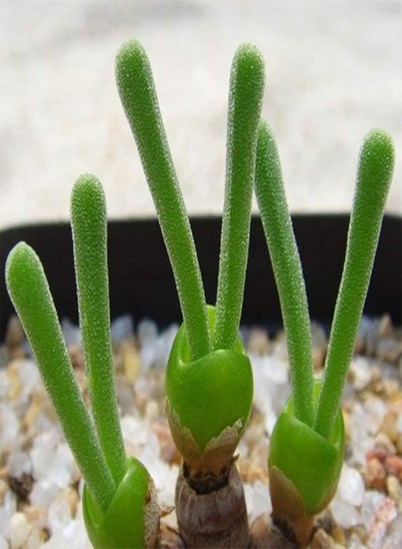 جي جوت 100 قطعة/حقيبة من بذور على شكل أرنب، بذور زهور طبيعية محمولة للحديقة - Image 2