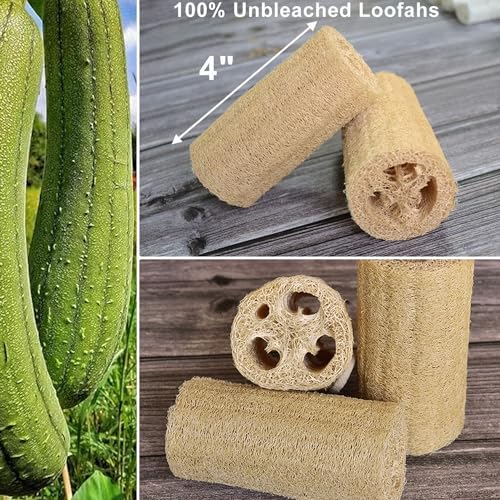 METLUCK Natural Loofah Sponge, METLUCK 6 Pack Organic Real Loofah Exfoliating Body Scrubber Luffa Sponge Natural Loofah Bulk for Men Women in Bath Shower Deep Clean - Image 2