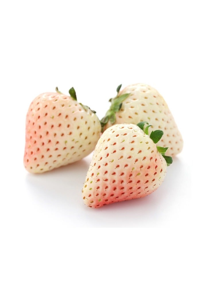 Generic 200 PCS Cream White Strawberry For Home Garden Plant Seeds  - Image 1
