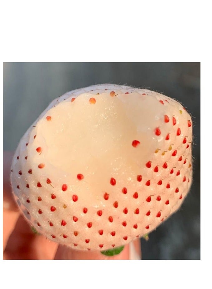 Generic 200 PCS Cream White Strawberry For Home Garden Plant Seeds  - Image 3
