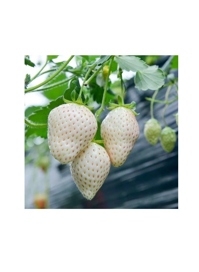 Generic 200 PCS Cream White Strawberry For Home Garden Plant Seeds  - Image 2