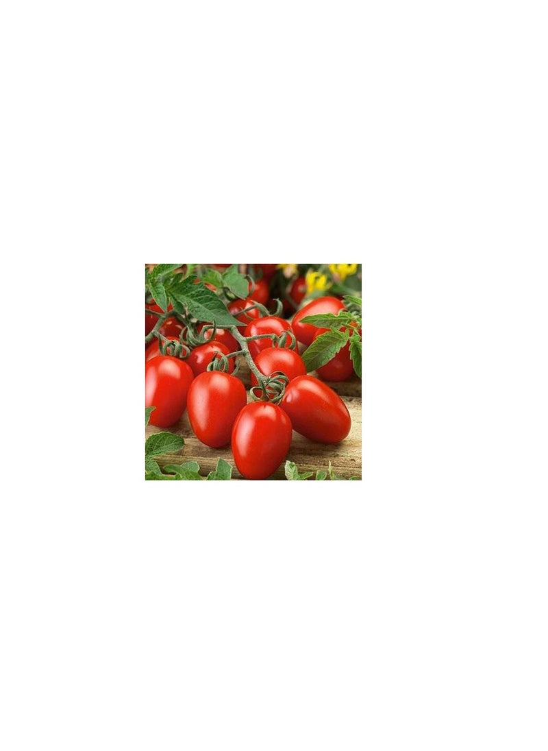 Agrimax Roma Tomato Seeds  - Image 3