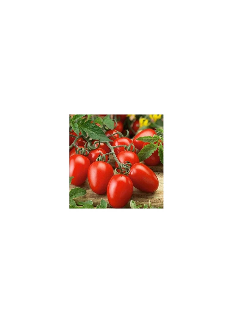 Agrimax Roma Tomato Seeds  - Image 2