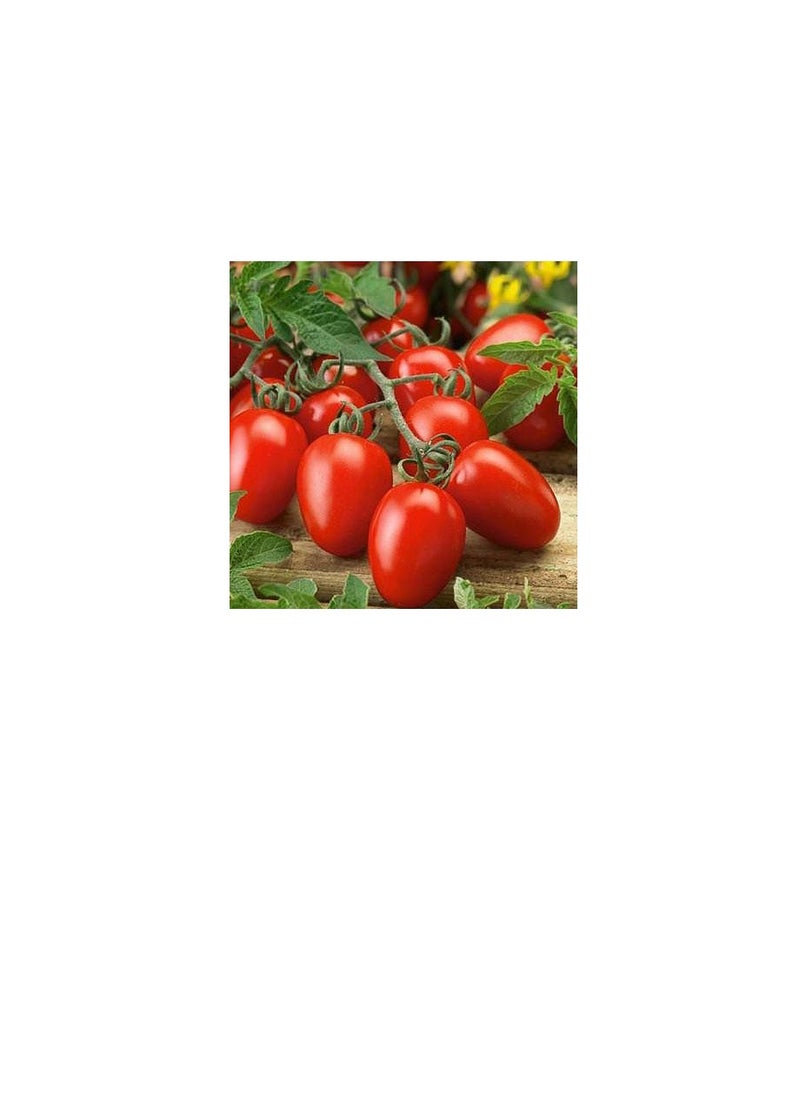 Agrimax Roma Tomato Seeds  - Image 1