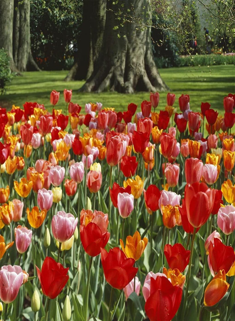 GGOOT 10pcs gemischte Farbe Tulpenzwiebeln seltene Sorten Garten Zierblumen Landschaft dekorativer Blumenstrauß pflegeleicht Outdoor Pflanzung Nicht schwierig - Image 3