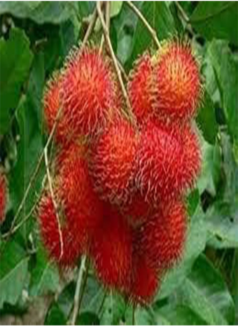 Semi di frutta Rambutan - pzsku/Z468D349A2D951DC5C29DZ/45/_/1740894791/96e601ae-bce4-443f-b17e-33c0d5c2e53a