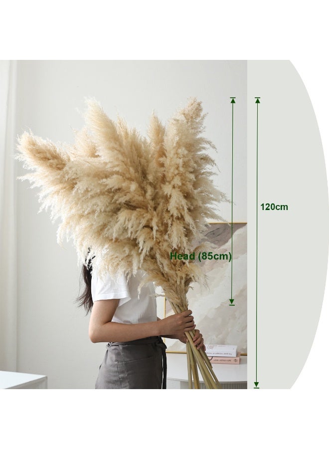 ميراج بوتانيكس طبيعي بامباس العشب ديكور طويل 120 سم 5 جذوع القصب العشب ، بامباس العشب طويل بامباس العشب للمكتب المنزلي Weddingm مزرعة بوهو ديكور - Image 4