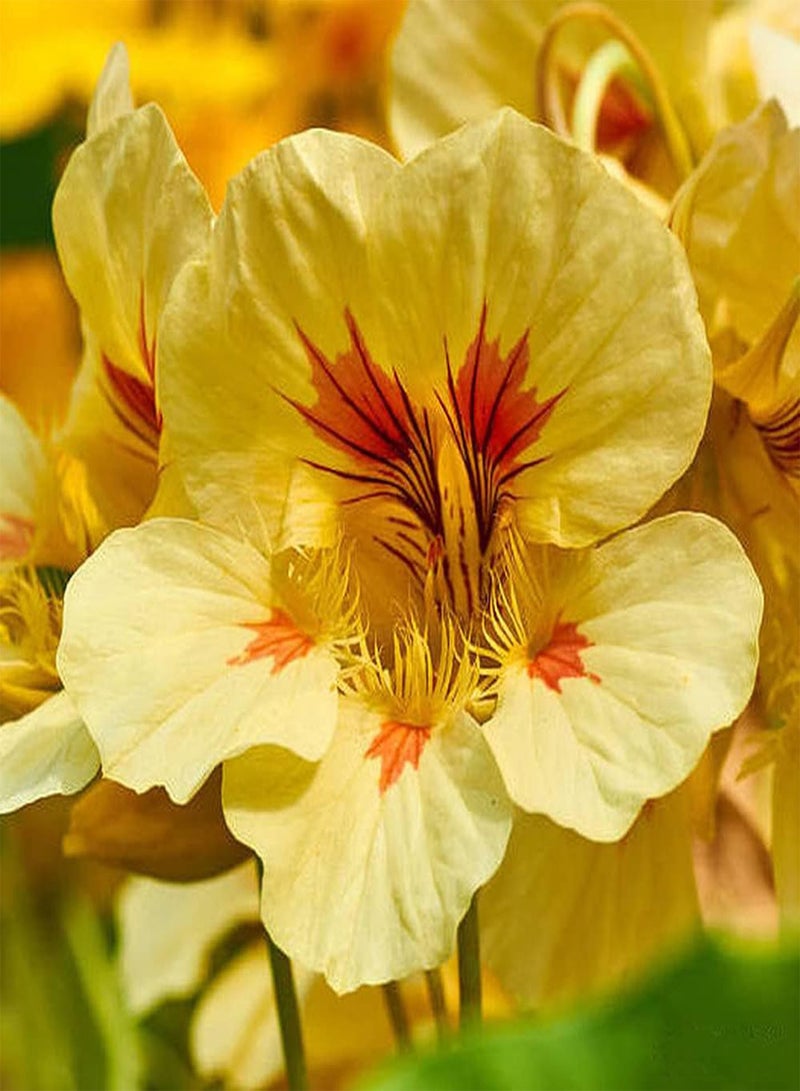 50Pcs Nasturtium Seeds Blooming Rare Yellow Climbing Flowers First Choice for Garden Decoration Beautiful Meaning Loved by People