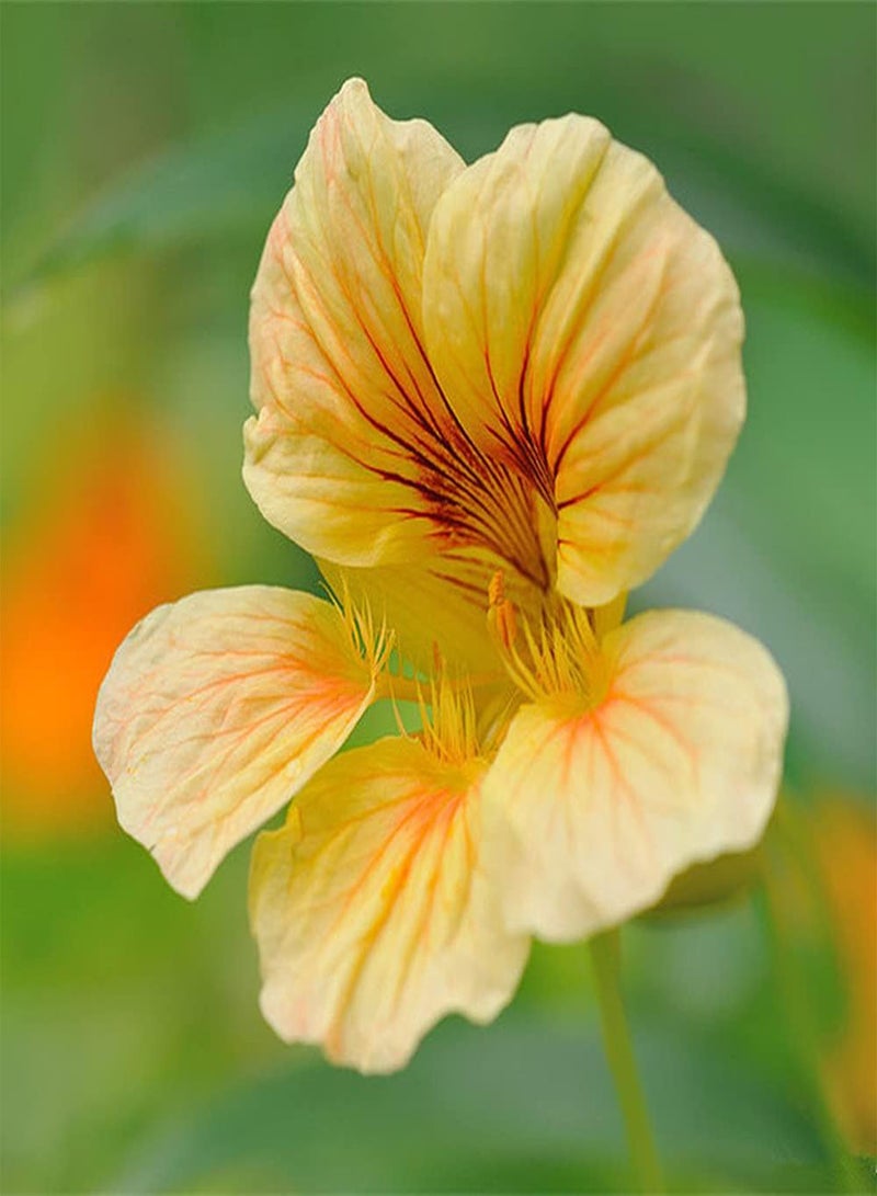50Pcs Nasturtium Seeds Blooming Rare Yellow Climbing Flowers First Choice for Garden Decoration Beautiful Meaning Loved by People