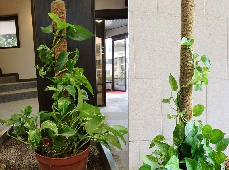 COIR GARDEN COIRGARDEN-Coco Pole 3 FT(91 CM) - 4 Pieces -Moss & Coir Stick for Money Plant Support, Indoor Plants, House Plants & Plant Creepers - Image 4