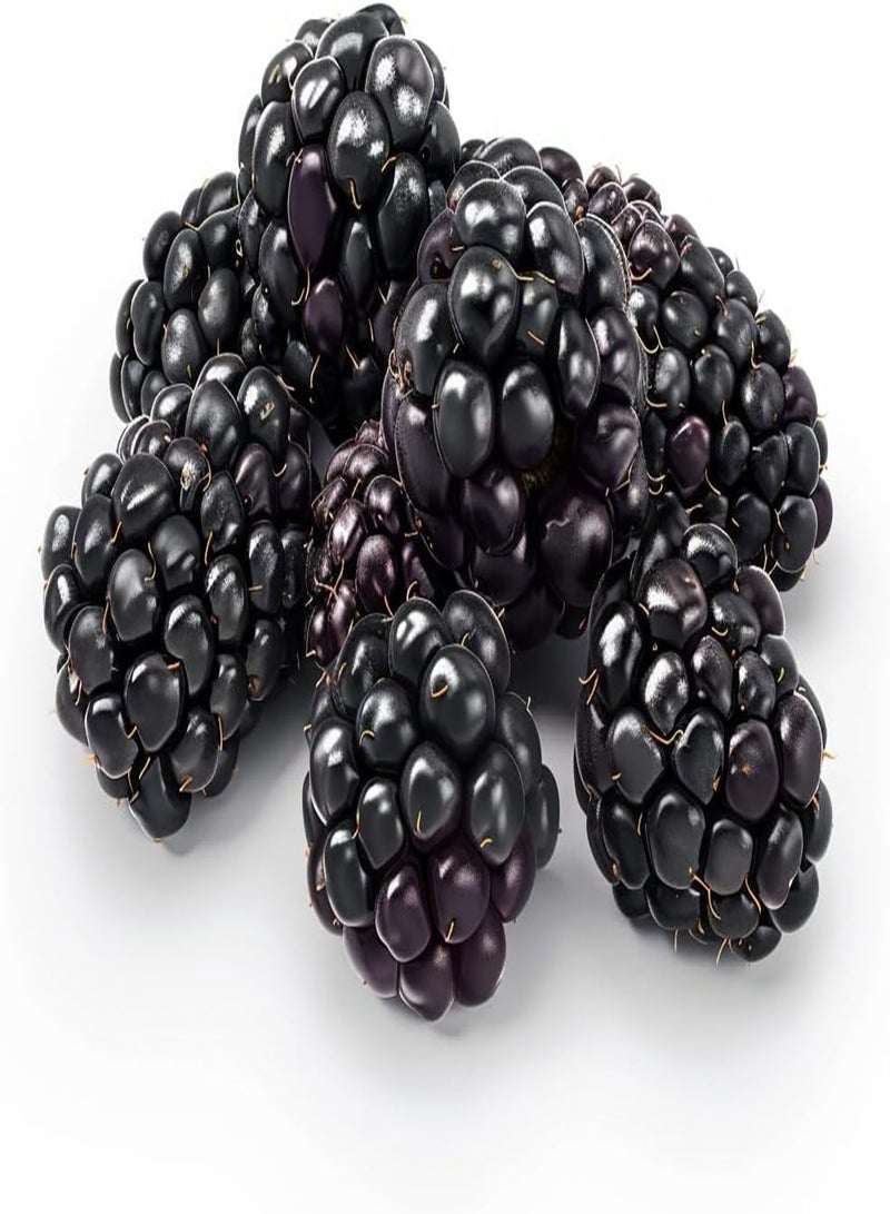 GGOOT 100 Wild Blackberry Seeds -  Permaculture 