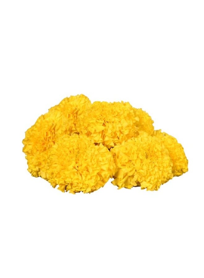 Marigold Yellow 100g