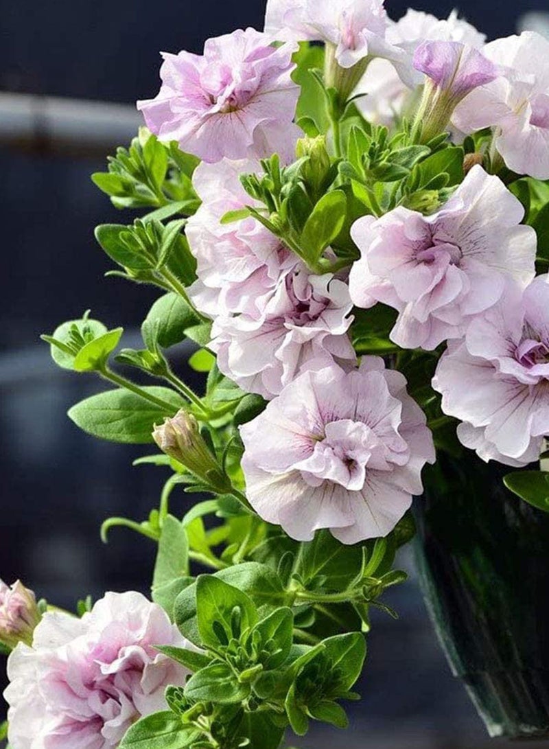 GGOOT 100 Pcs Petunia Seeds, Perennial Climbing Plant Hanging Basket Decorated with Multiple Petals Pink Petunia Seeds Cute Flowers 