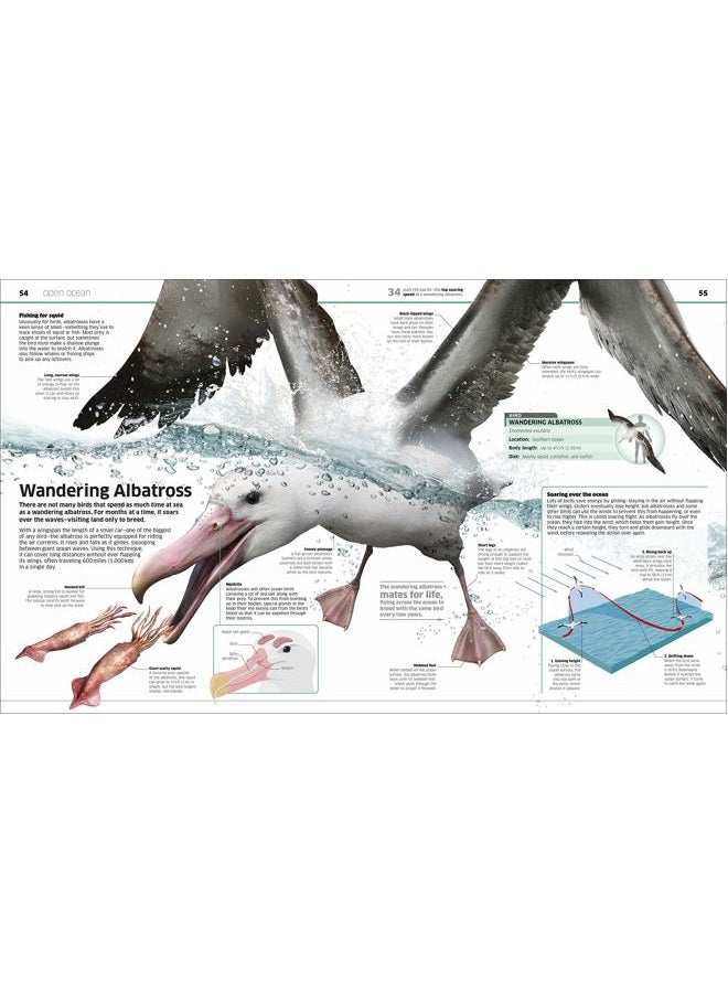 DK Ocean!: Our Watery World as You've Never Seen It Before - Image 2