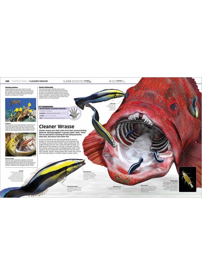 DK Ocean!: Our Watery World as You've Never Seen It Before - Image 4