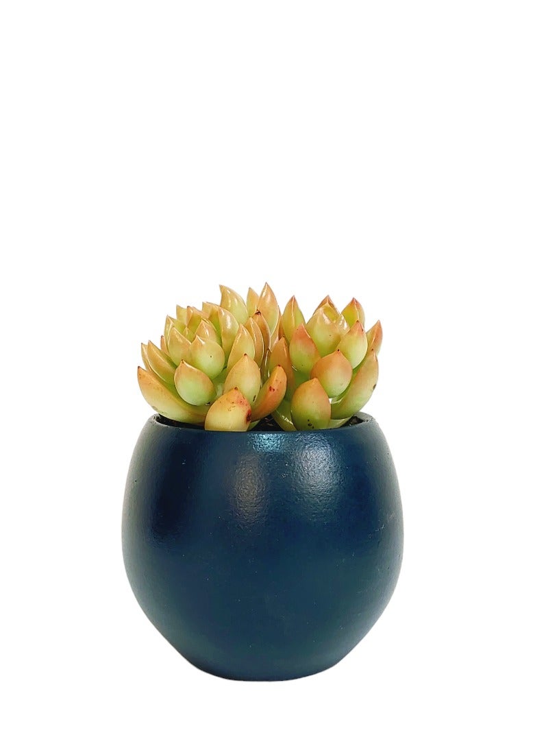 Shatla Shop Blue Groovy Cactus