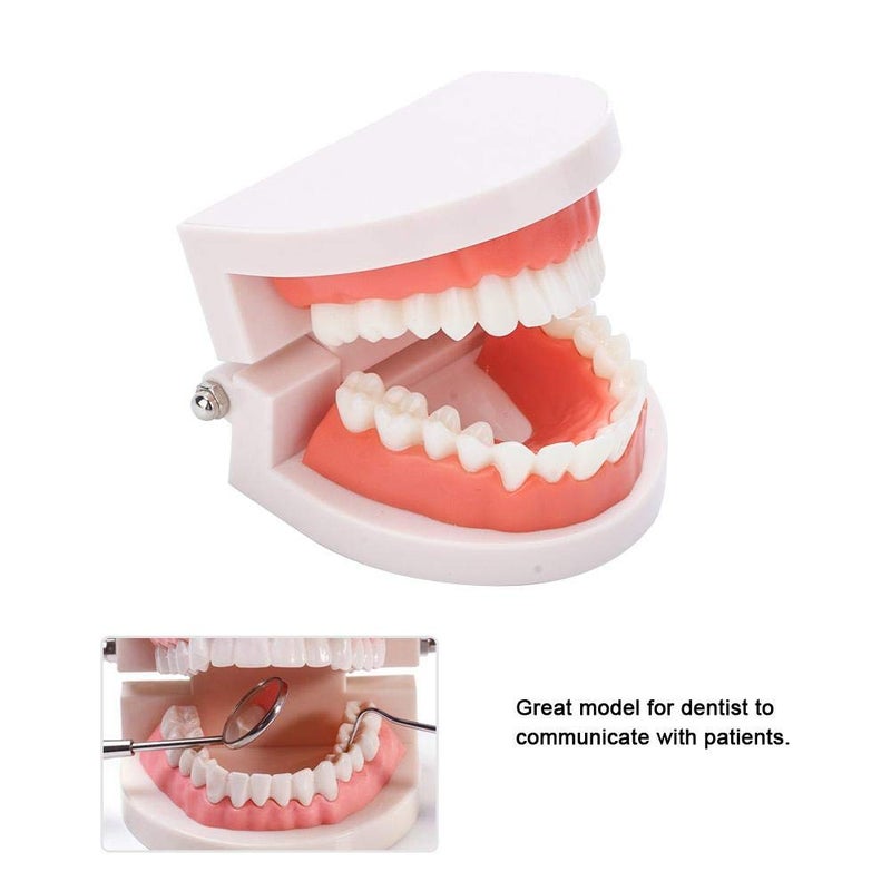 klarako Denture Model,Brushing Practice Teeth Mode Gingiva Visible Anatomic Demonstration Teaching Studying Standard Size - Image 5