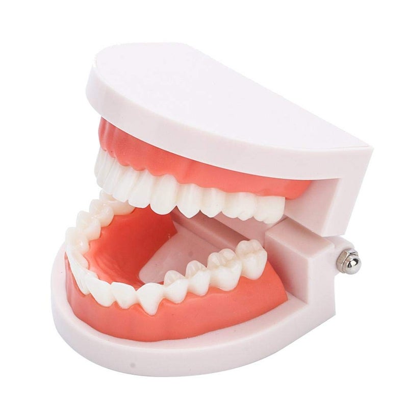 klarako Denture Model,Brushing Practice Teeth Mode Gingiva Visible Anatomic Demonstration Teaching Studying Standard Size - Image 1