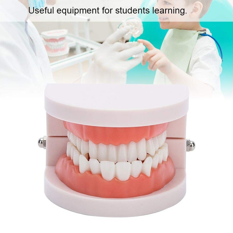 klarako Denture Model,Brushing Practice Teeth Mode Gingiva Visible Anatomic Demonstration Teaching Studying Standard Size - Image 4