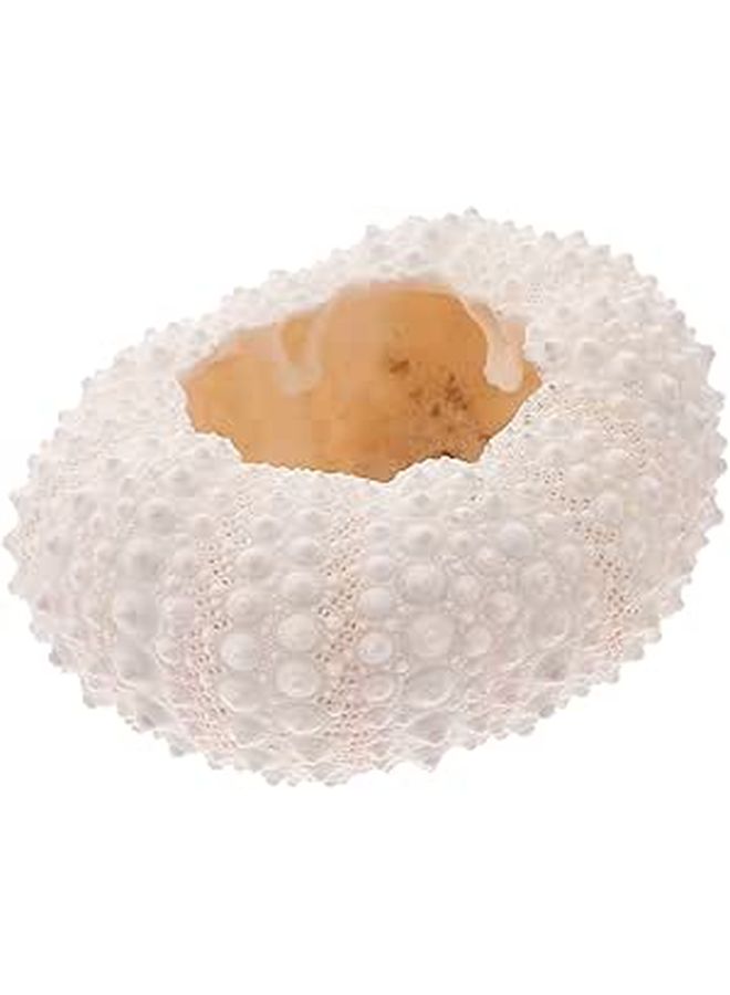 Natural Coral Photo Props Lightweight Shell Conch for Nail Art Photography Home Decor Theme Party Crafts - Image 1