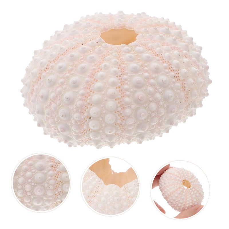 Natural Coral Photo Props Lightweight Shell Conch for Nail Art Photography Home Decor Theme Party Crafts - Image 5