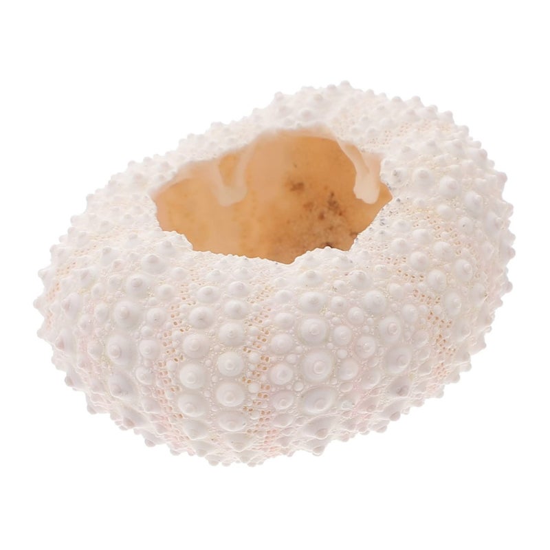 Natural Coral Photo Props Lightweight Shell Conch for Nail Art Photography Home Decor Theme Party Crafts - Image 2