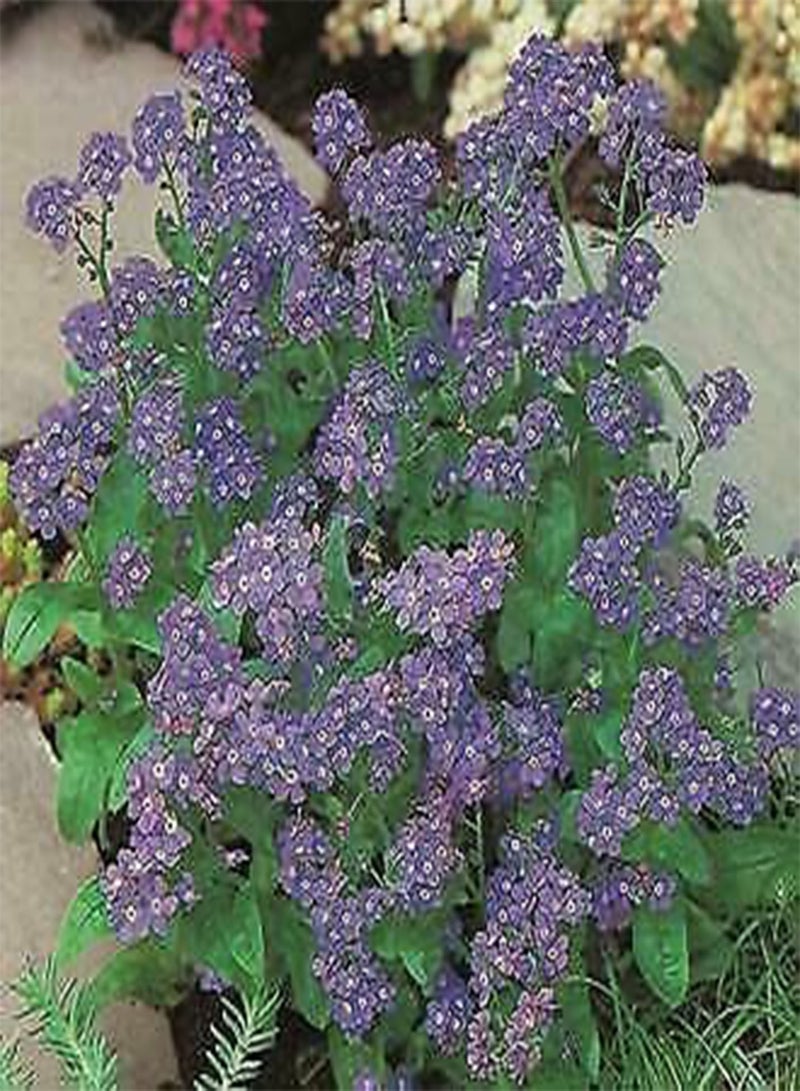 GGOOT 435 Seeds of Forget Me Not Indigo Colourful Flower, Grow Your Own Plants Borders